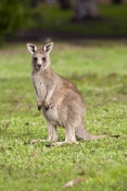 eastern-grey-kangaroo-joey-picture;eastern-grey-kangaroo-joey;eastern-gray-kangaroo-joey;grey-kangar