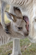 eastern-grey-kangaroo;macropus-giganteus;kangaroo;kangaroo-joey;kangaroo-joey-in-pouch;kangaroo-joey