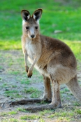australian-national-parks;gray-kangaroo