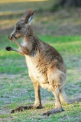 australian-national-parks;gray-kangaroo