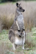 eastern-grey-kangaroo;macropus-giganteus;mother-kangaroo-with-joey-in-pouch;grampians-national-park;