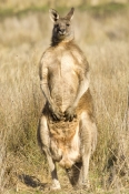 male-eastern-grey-kangaroo;macropus-giganteus;male-kangaroo-standing;grampians-national-park;male-ka