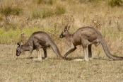 Gariwerd;eastern-gray-kangaroo;kangaroo-courtship