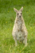 Gariwerd;eastern-gray-kangaroo;burrs-stuck-in-animal’s-fur