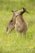 Gariwerd;eastern-gray-kangaroo;kangaroos-playing
