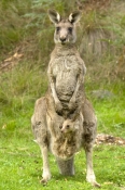 eastern-grey-kangaroo;kangaroo;kangaroo-with-joey;female-kangaroo;kangaroo-joey-in-pouch;macropus-gi