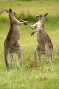 Gariwerd;eastern-gray-kangaroo;kangaroos-fighting
