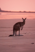 eastern-grey-kangaroo;gray-kangaroo;macropus-giganteus;cape-hillsborough-national-park