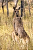 eastern-grey-kangaroo;macropus-giganteus;kangaroo-standing;male-and-female-eastern-grey-kangaroo;pai