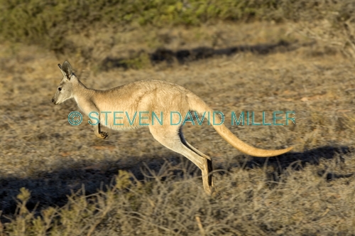 kangaroo in motion;kangaroo bounding or running;euro;maropus robustus;common wallaroo;western australia national park;exmouth