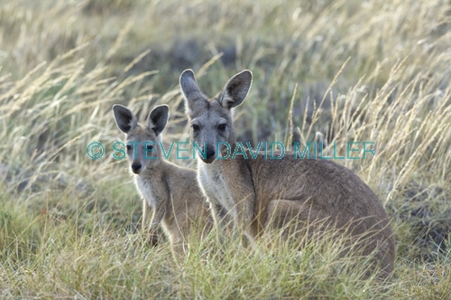 kangaroo and joey;mother with joey;euro;maropus robustus;common wallaroo;cape range national park;exmouth;western australian national parks