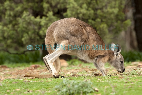 euro;common wallaroo;wallaroo;macropus robustus;kangaroo;flinders ranges national park;furry kangaroo;south australia national park;kangaroo locomotion;kangaroo using tail