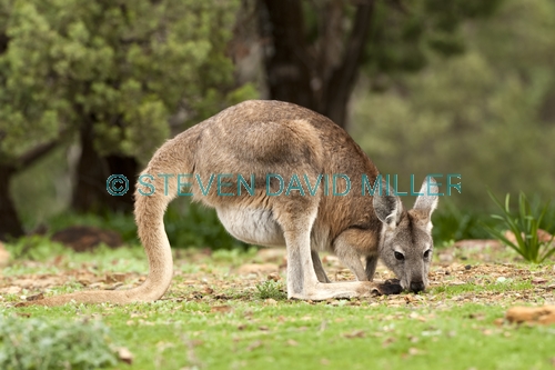 euro;common wallaroo;wallaroo;macropus robustus;kangaroo;flinders ranges national park;furry kangaroo;south australia national park;kangaroo using tail;kangaroo balancing with tail;kangaroo tail