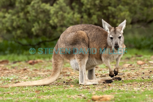 euro;common wallaroo;wallaroo;macropus robustus;kangaroo;flinders ranges national park;furry kangaroo;south australia national park;kangaroo using tail;kangaroo balancing with tail;kangaroo tail