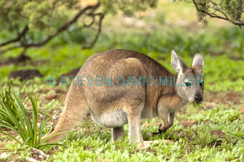 euro or common wallaroo foraging;maropus robustus;common wallaroo;euro or wallaroo pale eyelid;flinders ranges national park;euro;wallaroo;south australia national park;kangaroo eating