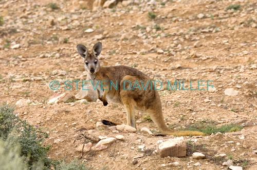 euro;wallaroo;hill kangaroo;common wallaroo;gammon ranges;northern gammon ranges;arkaroola wilderness sanctuary;arkaroola;northern flinders ranges;south australia