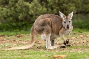 euro;common-wallaroo;wallaroo;macropus-robustus;kangaroo;flinders-ranges-national-park;furry-kangaro