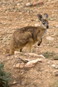 euro;wallaroo;hill-kangaroo;common-wallaroo;gammon-ranges;northern-gammon-ranges;arkaroola-wildernes
