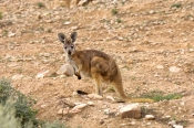 euro;wallaroo;hill-kangaroo;common-wallaroo;gammon-ranges;northern-gammon-ranges;arkaroola-wildernes