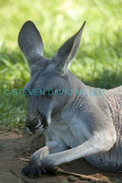 australian marsupial;kangaroo sleeping