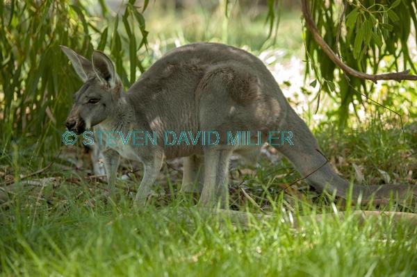 australian marsupial