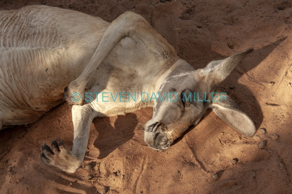 kangaroo snoozing