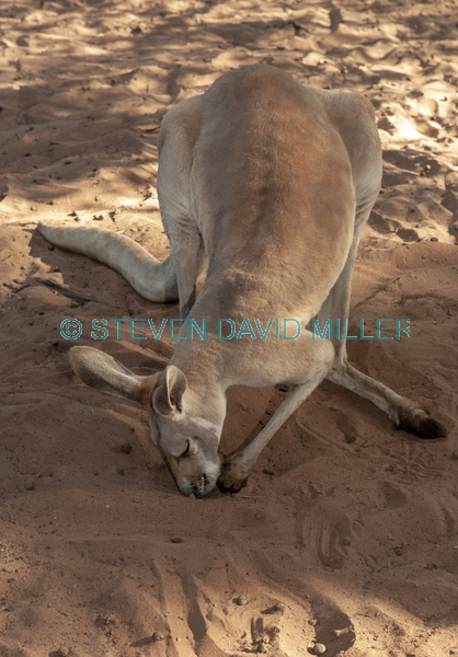 kangaroo digging in sand
