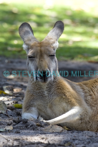 red kangaroo;macropus rufus;kangaroo sleeping;kangaroo head