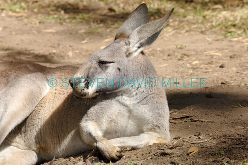 red kangaroo;male red kangaroo;macropus rufus;kagaroo;kangaroo sleeping;kangaroo head;kangaroo portrait
