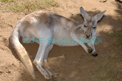 red kangaroo;male red kangaroo;macropus rufus;kagaroo;kangaroo sleeping;kangaroo portrait