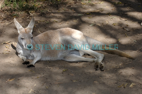red kangaroo;male red kangaroo;macropus rufus;kagaroo;kangaroo sleeping;kangaroo lying on ground