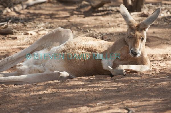 red kangaroo;macropus rufus;kangaroo sleeping;kangaroo resting;alice springs desert park