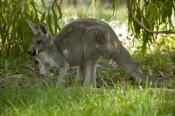 australian-marsupial