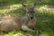 australian-marsupial;kangaroo-sleeping