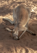 kangaroo-digging-in-sand