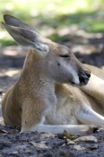 red-kangaroo;macropus-rufus;kangaroo-sleeping;kangaroo-head
