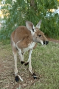 red-kangaroo-picture;red-kangaroo;kangaroo;macropus-rufus;female-kangaroo;female-red-kangaroo;large-