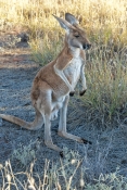 red-kangaroo-picture;red-kangaroo;kangaroo;macropus-rufus;female-kangaroo;female-red-kangaroo;large-