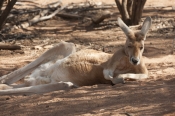 red-kangaroo;macropus-rufus;kangaroo-sleeping;kangaroo-resting;alice-springs-desert-park