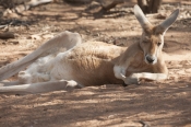 red-kangaroo;macropus-rufus;kangaroo-sleeping;kangaroo-resting;alice-springs-desert-park