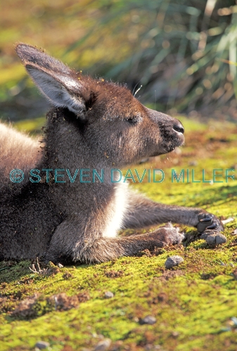 kangaroo island kangaroo picture;kangaroo island kangaroo;kangaroo;western grey kangaroo subspecies;western grey kangaroo;macropus fuliginosis fuliginosus;kangaroo sleeping;flinders chase national park;kangaroo island;australian marsupials;australian national parks;south australia national parks;kangaroo island national park;steven david miller