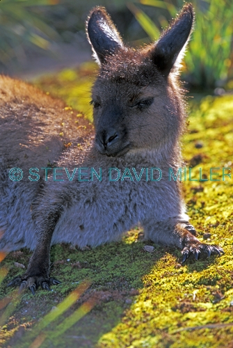 kangaroo island kangaroo picture;kangaroo island kangaroo;kangaroo;western grey kangaroo subspecies;western grey kangaroo;macropus fuliginosis fuliginosus;kangaroo sleeping;flinders chase national park;kangaroo island;australian marsupials;australian national parks;south australia national parks;kangaroo island national park;steven david miller
