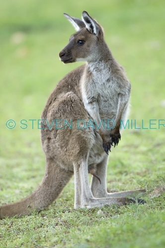 kangaroo;kangaroo penis;western grey kangaroo;macropus fuliginosus;flinders ranges national park;south australia national park;wilpena;wilpena pound
