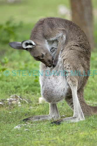 female kangaroo cleaning pouch;western grey kangaroo;macropus fuliginosus;flinders ranges national park;south australia national park;wilpena;wilpena pound