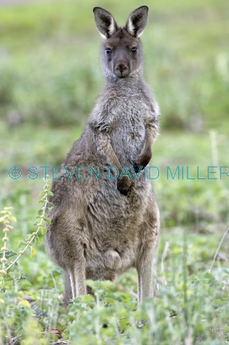 male kangaroo;male western grey kangaroo;macropus fuliginosus;flinders ranges national park;south australia national park;wilpena;wilpena pound