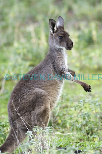 male kangaroo scratching;male western grey kangaroo scratching;macropus fuliginosus;flinders ranges national park;south australia national park;wilpena;wilpena pound