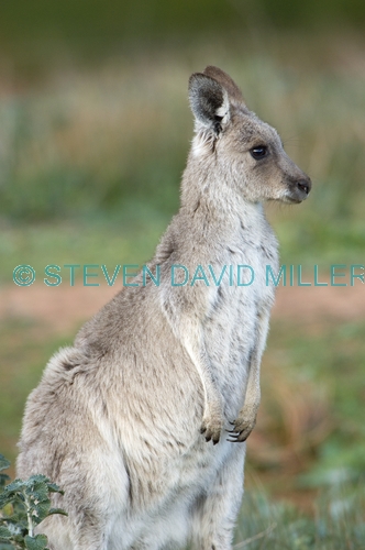 kangaroo;female western grey kangaroo;macropus fuliginosus;flinders ranges national park;south australia national park;wilpena;wilpena pound;western grey kangaroo