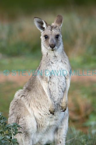 kangaroo;female western grey kangaroo;macropus fuliginosus;flinders ranges national park;south australia national park;wilpena;wilpena pound;western grey kangaroo