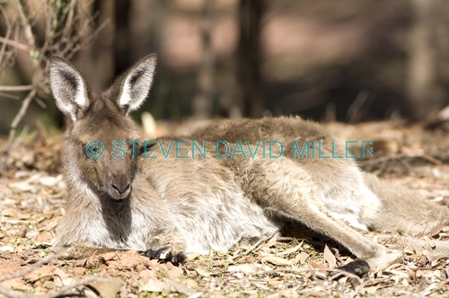 young kangaroo sleeping;young western grey kangaroo sleeping;macropus fuliginosus;flinders ranges national park;south australia national park;wilpena;wilpena pound;kangaroo sleeping;kangaroo lying on ground