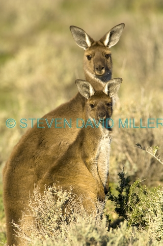 western grey kangaroo;macropus fuliginosus;kangaroo with joey;mungo national park;willandra lakes world heritage area;new south wales national park